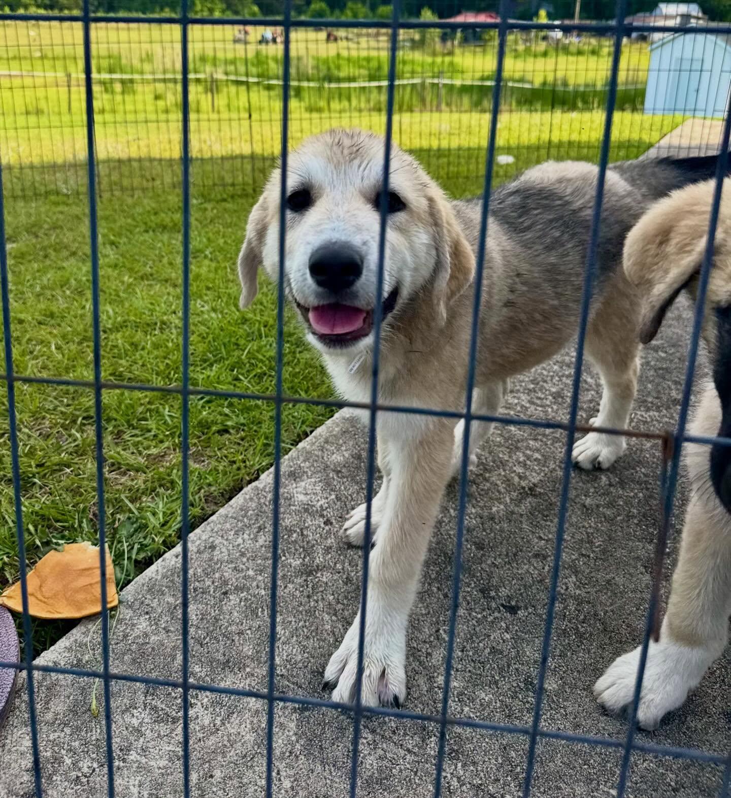 Bonnie, a ADOPTABLE mixed breed in Raleigh, NC image 5/6