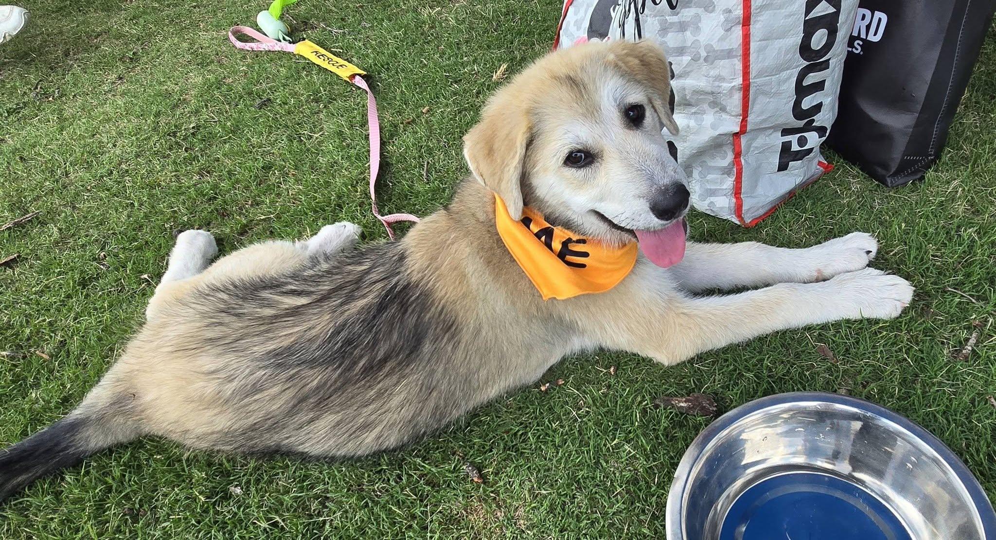 Bonnie, a ADOPTABLE mixed breed in Raleigh, NC image 1/6