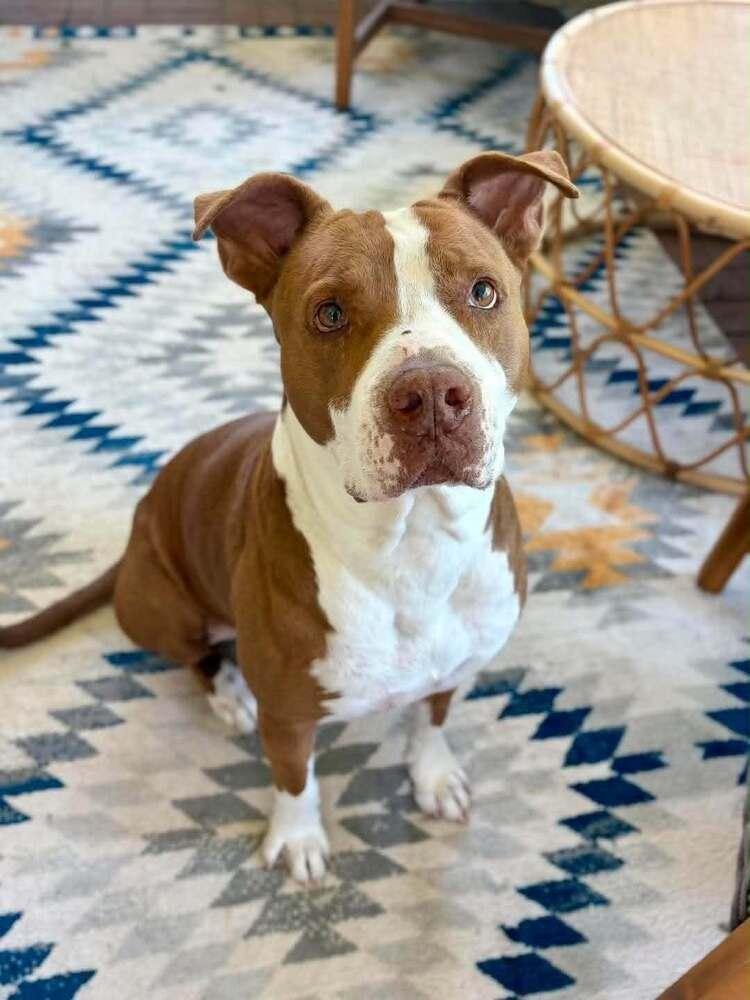 Junior, Adoptable, Senior Male American Bulldog & Pit Bull Terrier.