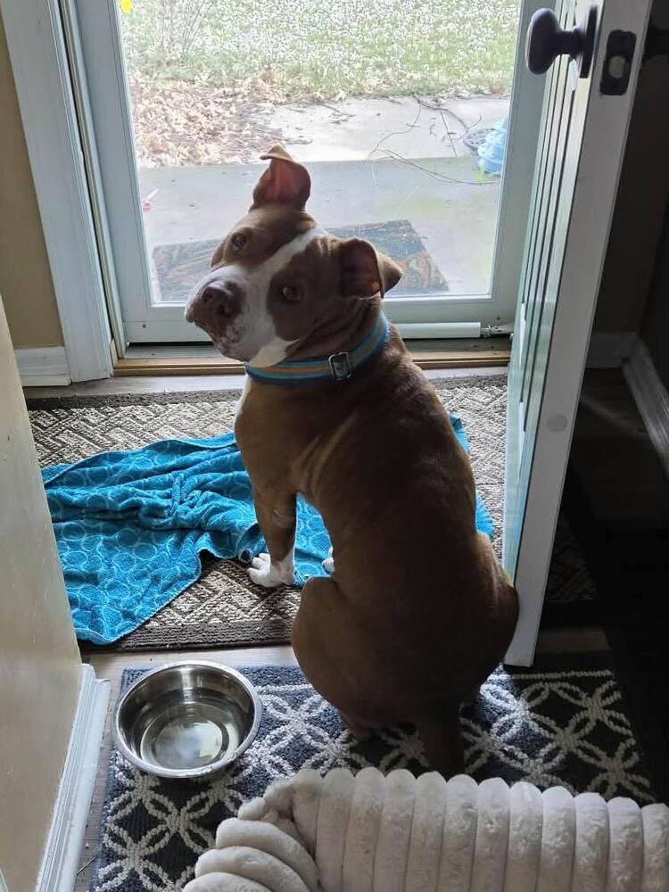 Enlarge Junior, a Adoptable mixed breed in Indianapolis, IN image 2/6