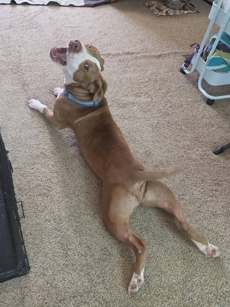 Enlarge Junior, a Adoptable mixed breed in Indianapolis, IN image 3/6