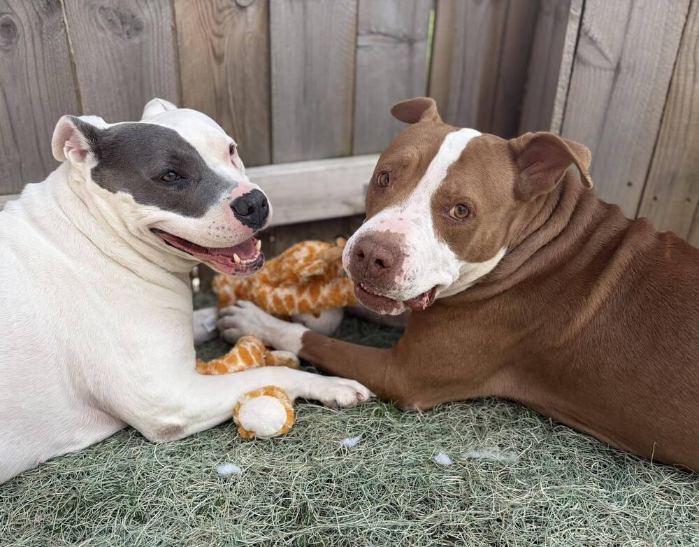 Enlarge Junior, a Adoptable mixed breed in Indianapolis, IN image 5/6