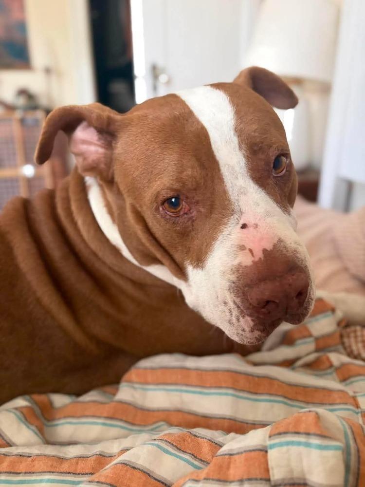 Enlarge Junior, a Adoptable mixed breed in Indianapolis, IN image 6/6