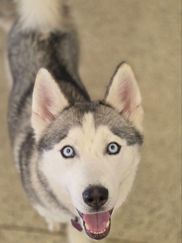 Oscar, Adoptable, Young Male Siberian Husky.