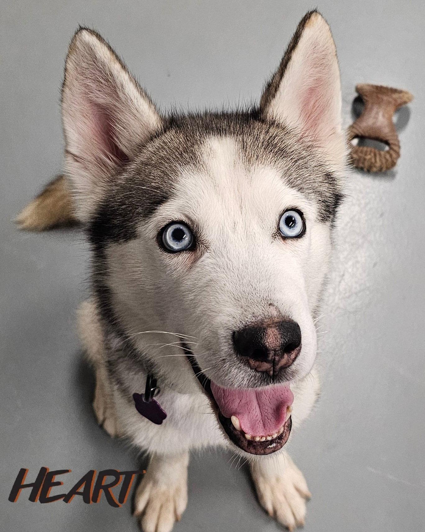 Enlarge Oscar, a Adoptable Siberian Husky in Millersville, MD image 2/3