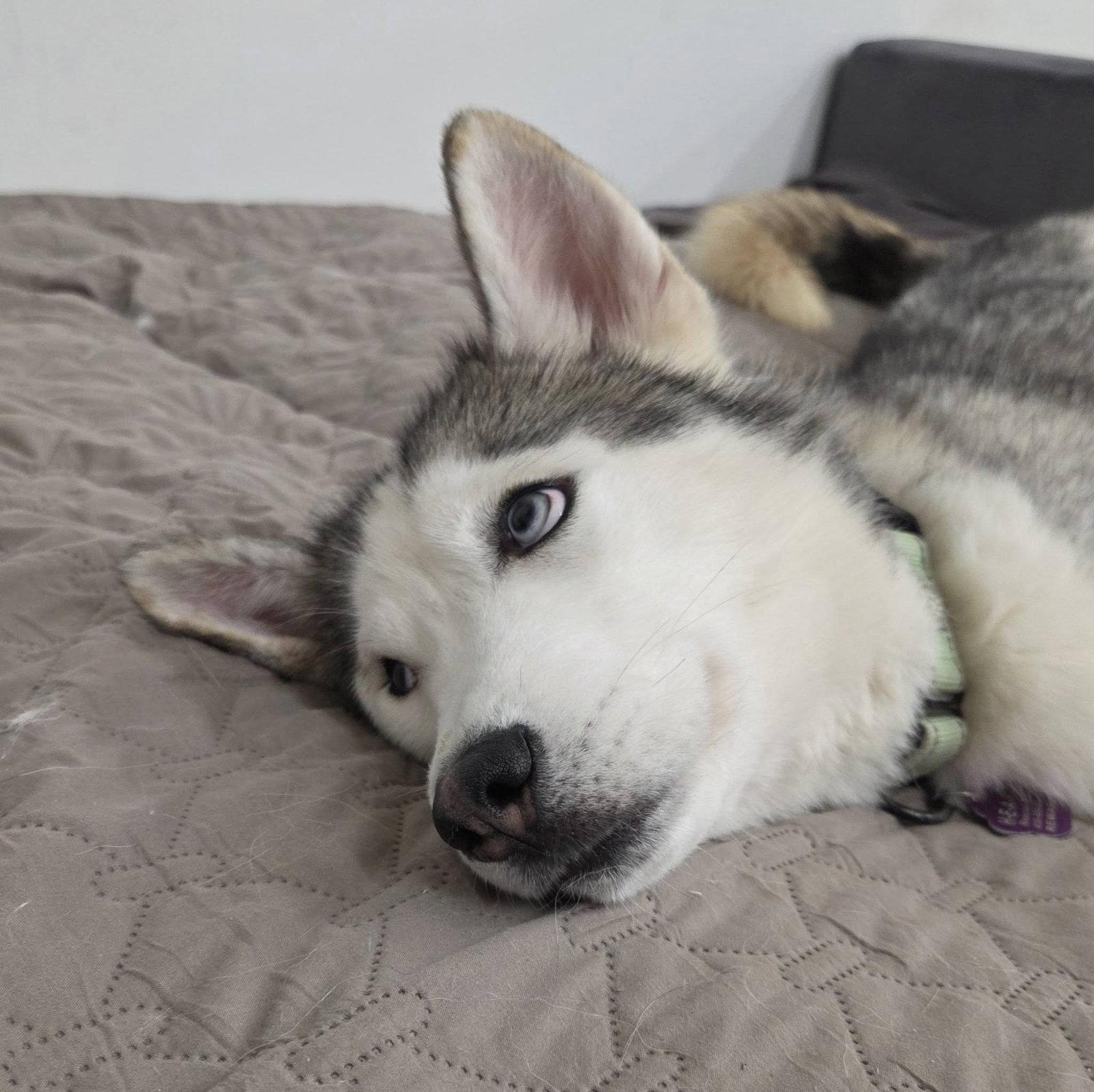 Enlarge Oscar, a Adoptable Siberian Husky in Millersville, MD image 3/3