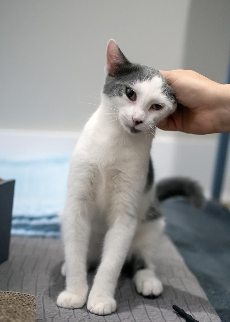 Jasper and Oliver (a bonded pair), a Adopted Domestic Short Hair in Weehawken, NJ image 1/6