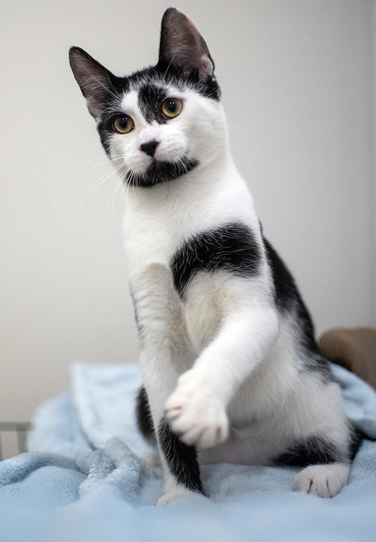 Jasper and Oliver (a bonded pair), a Adopted Domestic Short Hair in Weehawken, NJ image 2/6