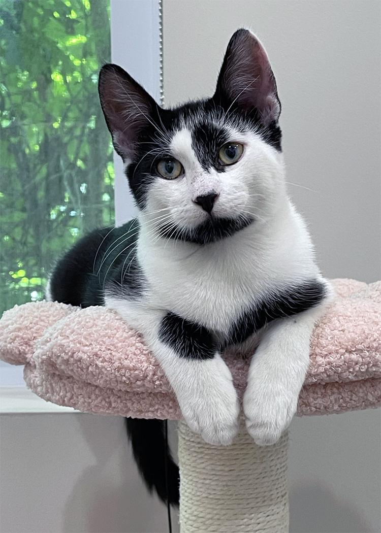 Jasper and Oliver (a bonded pair), a Adopted Domestic Short Hair in Weehawken, NJ image 3/6