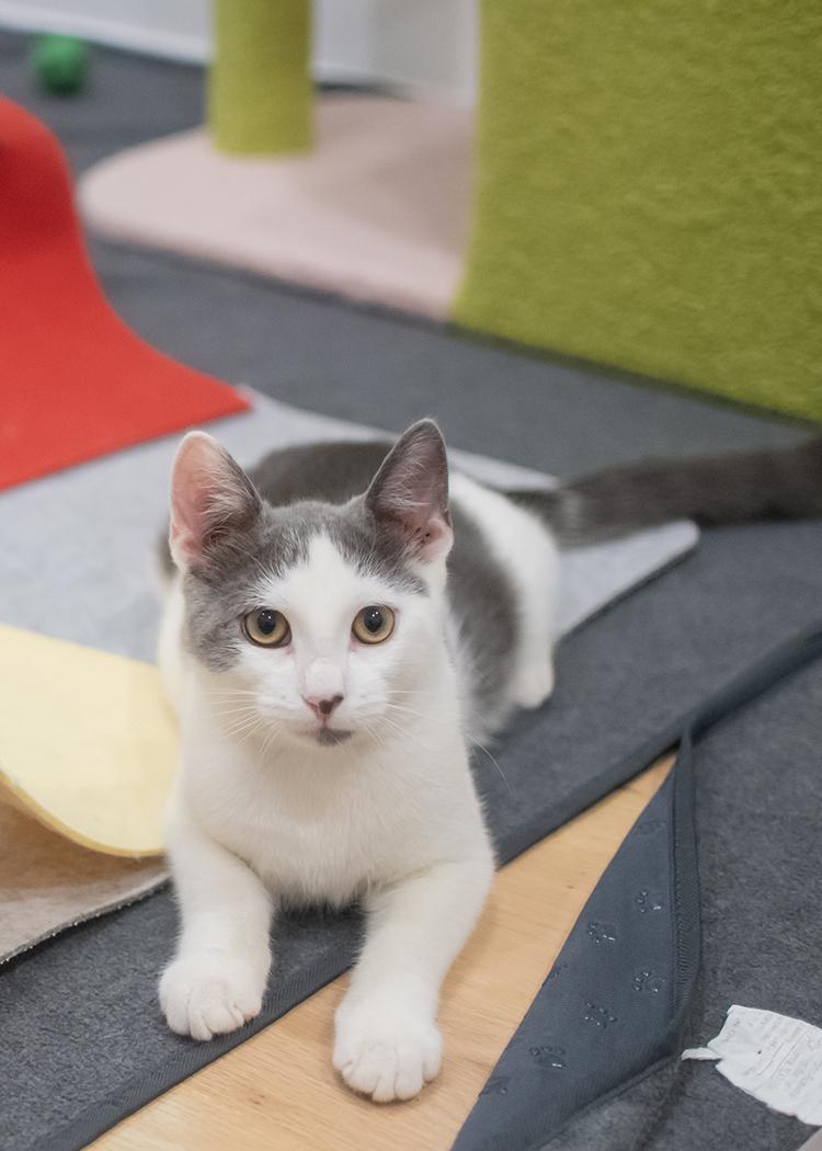 Jasper and Oliver (a bonded pair), a Adopted Domestic Short Hair in Weehawken, NJ image 4/6
