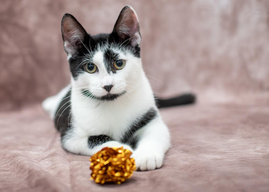 Jasper and Oliver (a bonded pair), a Adopted Domestic Short Hair in Weehawken, NJ image 5/6
