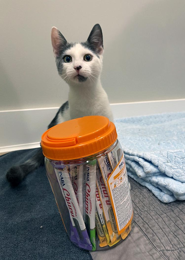 Jasper and Oliver (a bonded pair), a Adopted Domestic Short Hair in Weehawken, NJ image 6/6