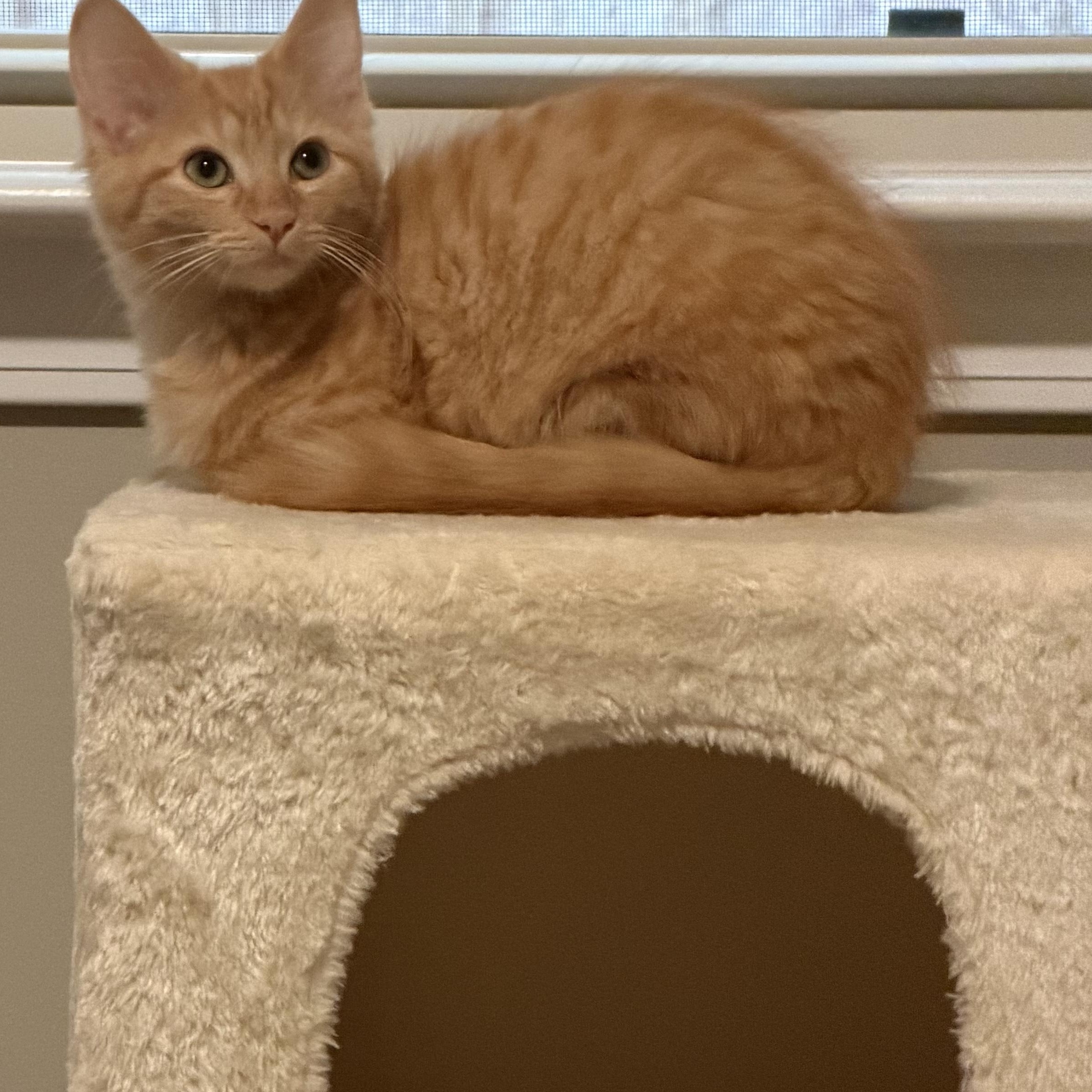 Enlarge Marie, a ADOPTABLE Domestic Short Hair in Murfreesboro, TN image 2/3