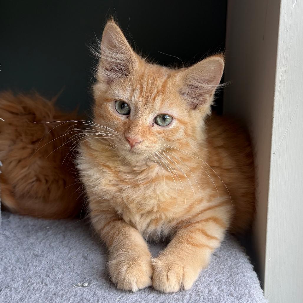 Marie, ADOPTABLE, Kitten Female Domestic Short Hair.