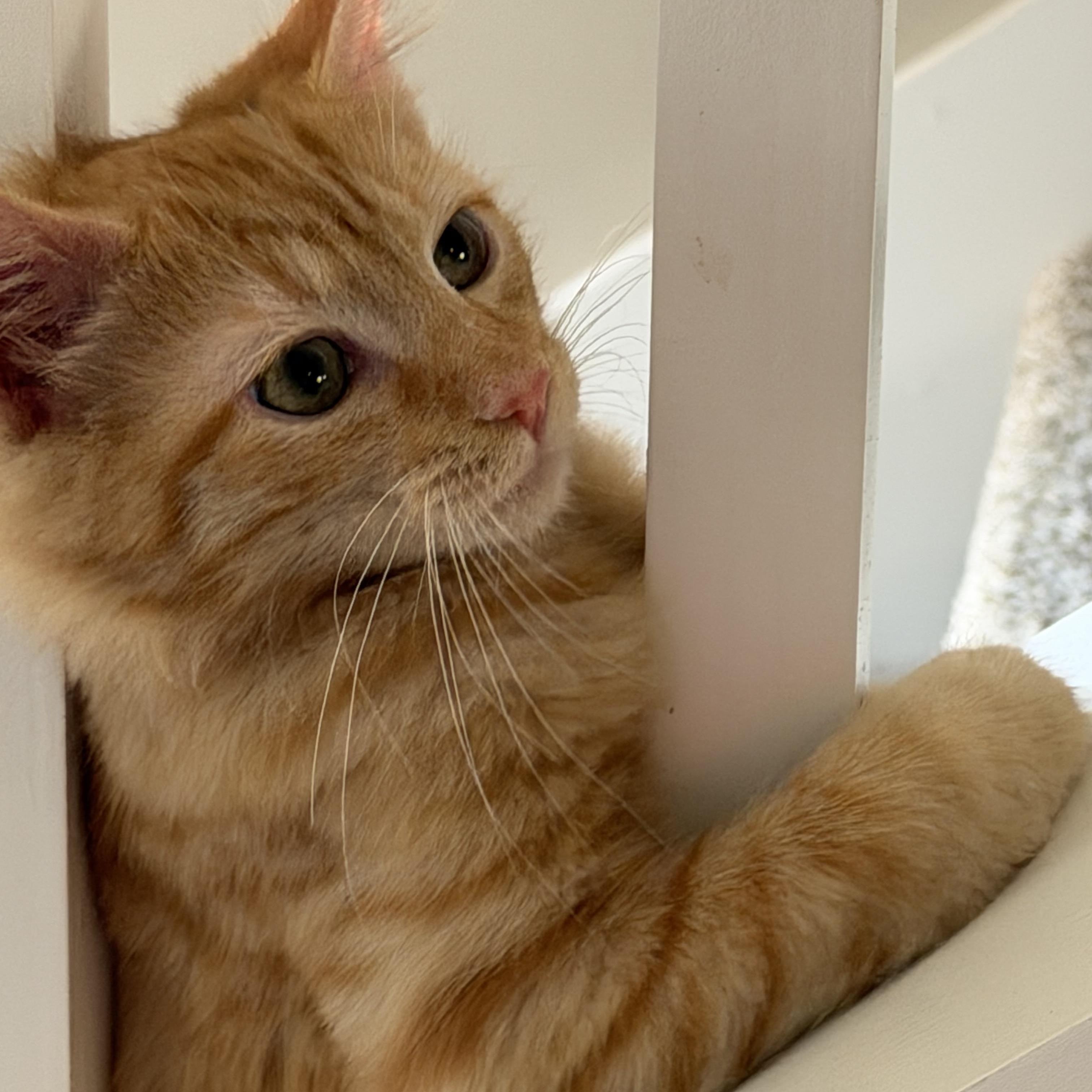 Enlarge Marie, a ADOPTABLE Domestic Short Hair in Murfreesboro, TN image 3/3