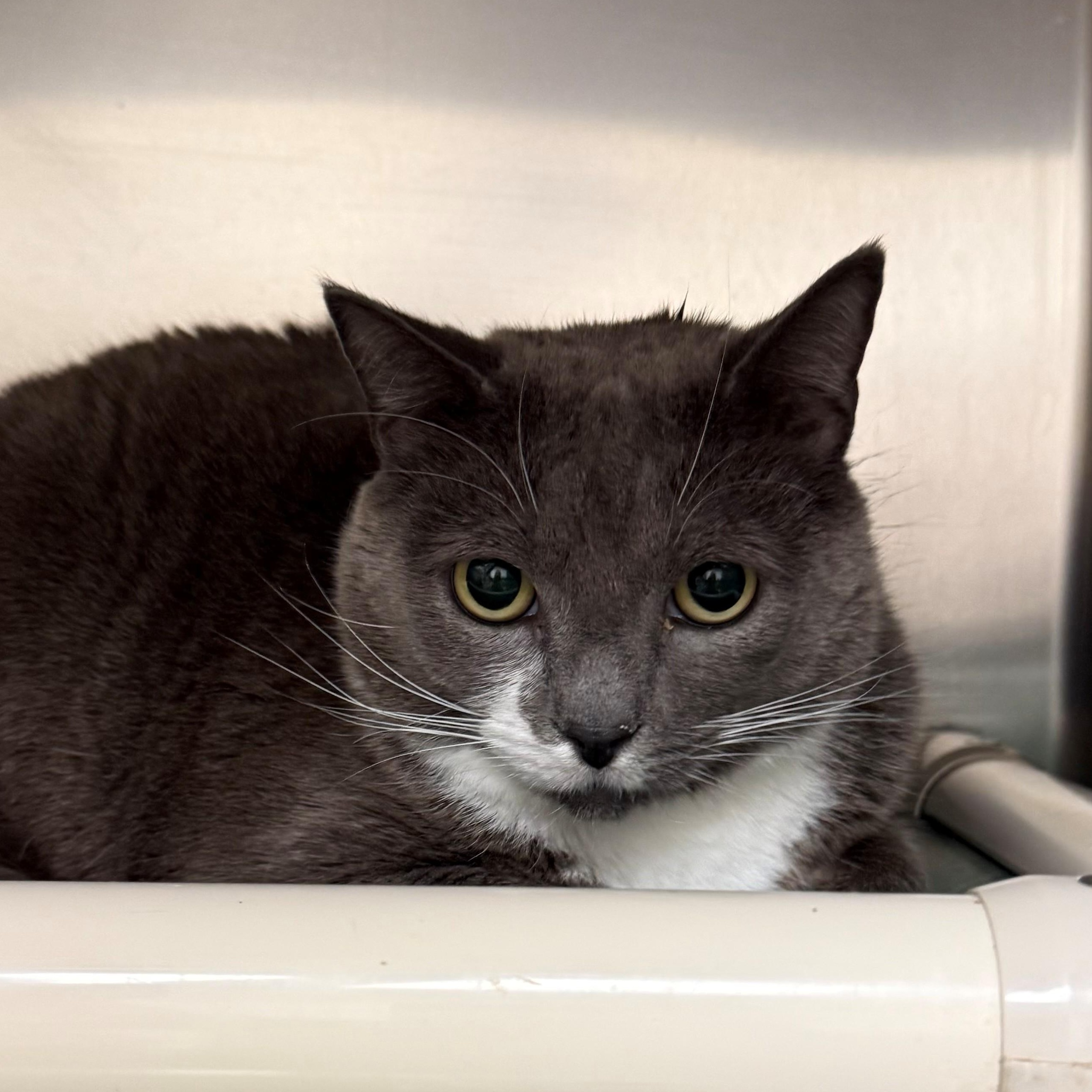 Enlarge Bug, a ADOPTABLE Domestic Short Hair in St. Augustine, FL image 1/1