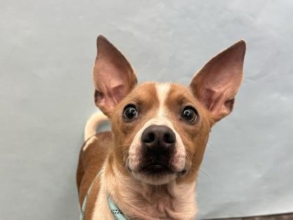 Gus, Adoptable, Adult Male Basenji & Mixed Breed.