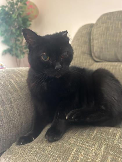 Pluto Retrograde, Adoptable, Senior Female Domestic Short Hair & Domestic Short Hair.