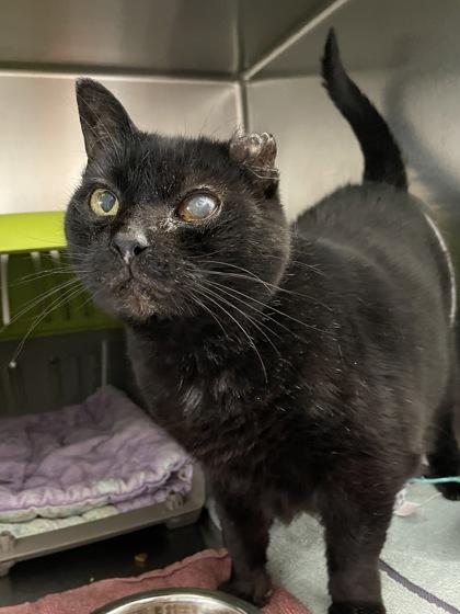 Enlarge Pluto Retrograde, a Adoptable mixed breed in Madison, WI image 2/2