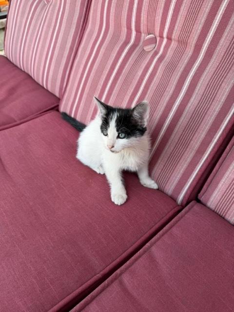 Mikey, ADOPTABLE, Kitten Male Domestic Medium Hair.