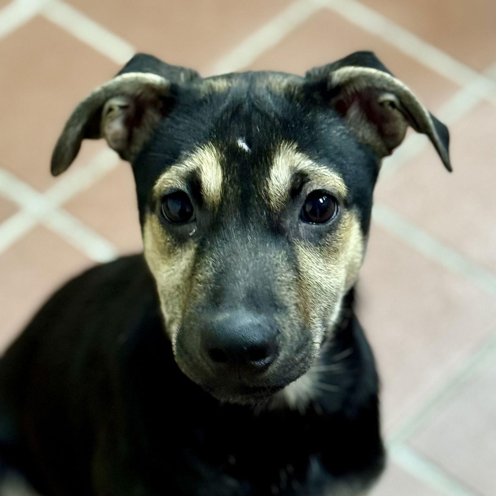 Ovi, Adoptable, Puppy Male Shepherd.