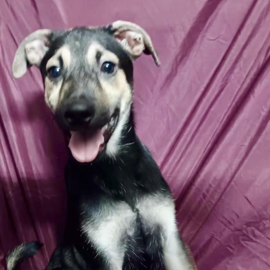 Ovi, Adoptable, Puppy Male Shepherd.
