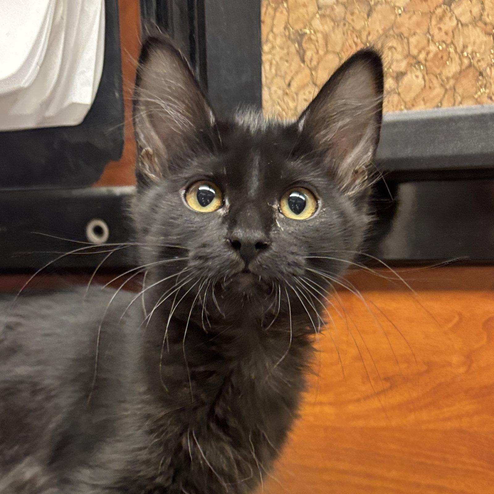 Crouton, Adopted, Kitten Female Domestic Medium Hair.
