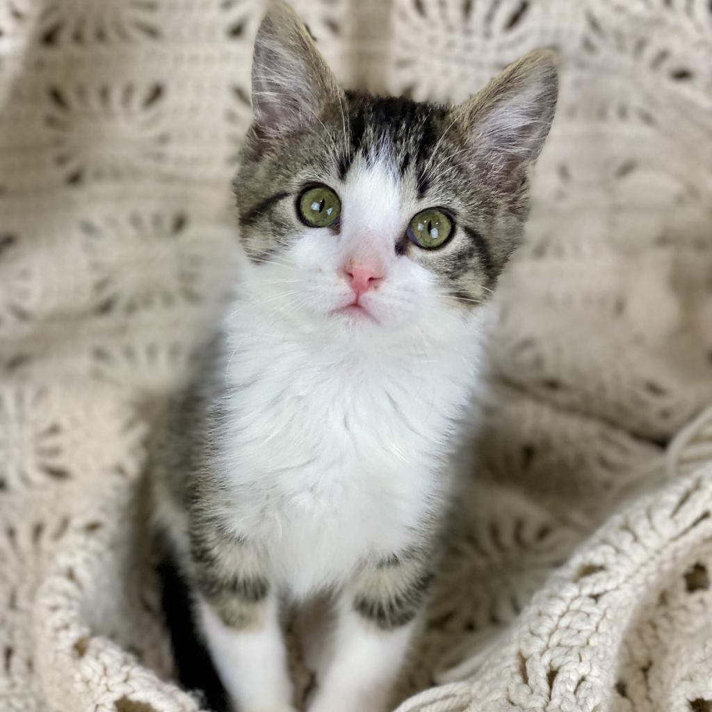 Lewis, Adoptable, Kitten Male Domestic Short Hair.