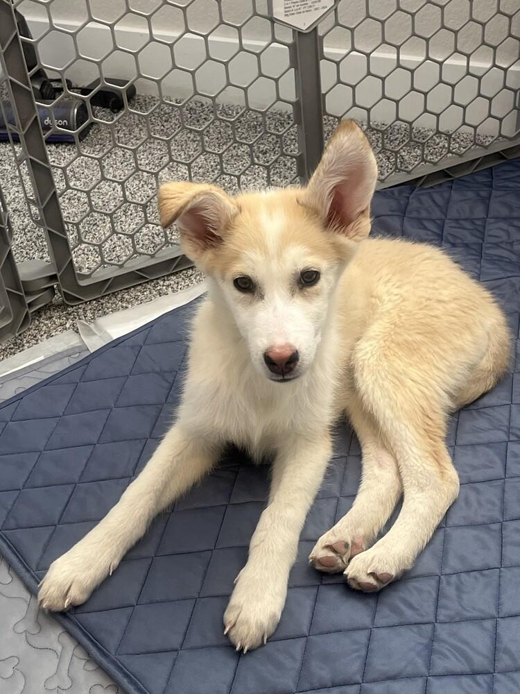 Charlie Brown, Adoptable, Puppy Male Husky & Mixed Breed.