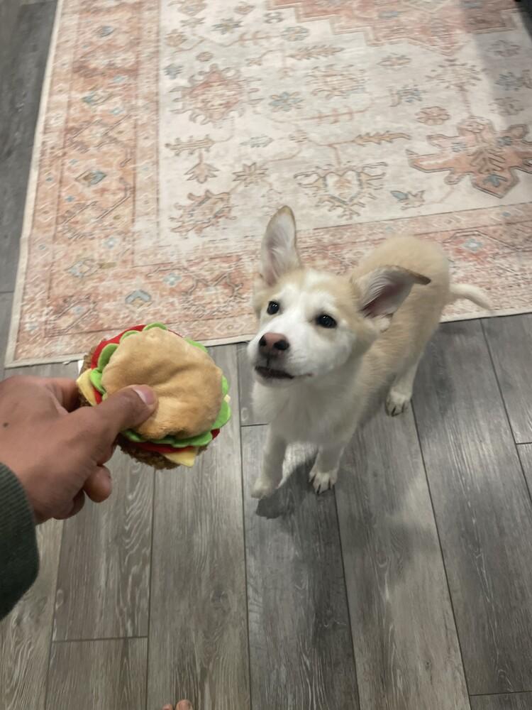 Enlarge Charlie Brown, a Adoptable mixed breed in Denver, CO image 3/6