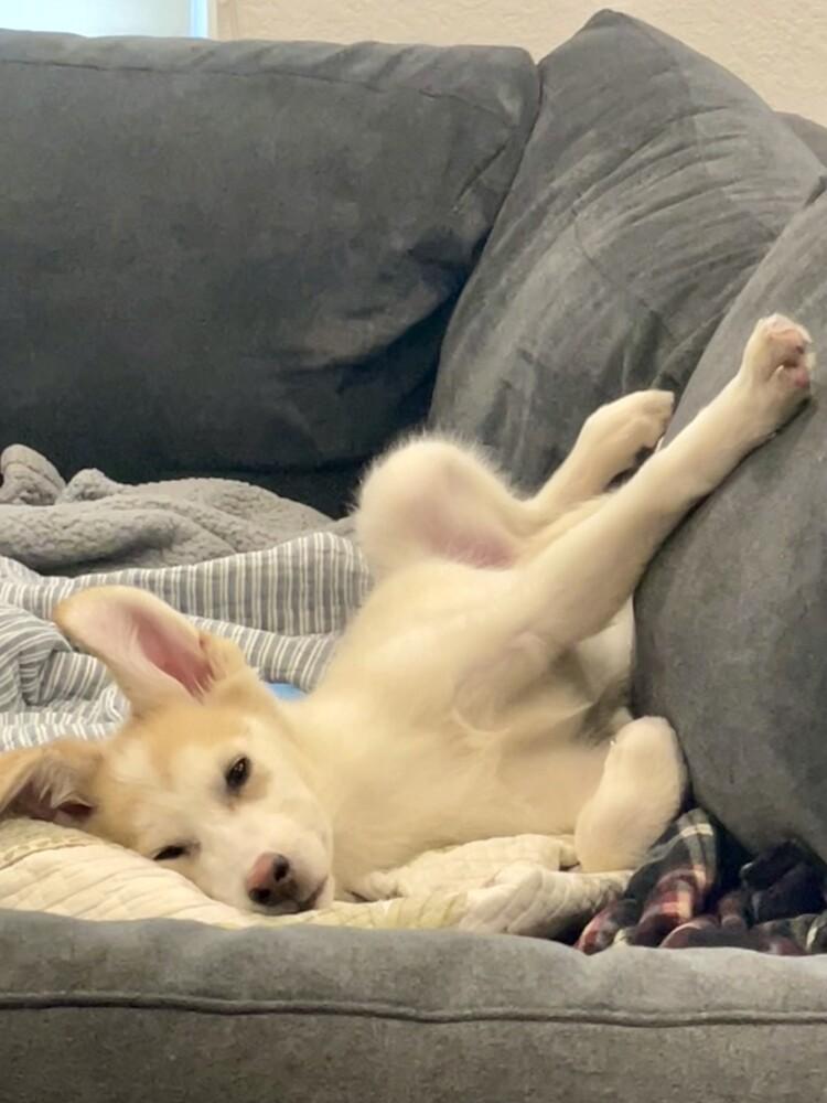 Enlarge Charlie Brown, a Adoptable mixed breed in Denver, CO image 5/6