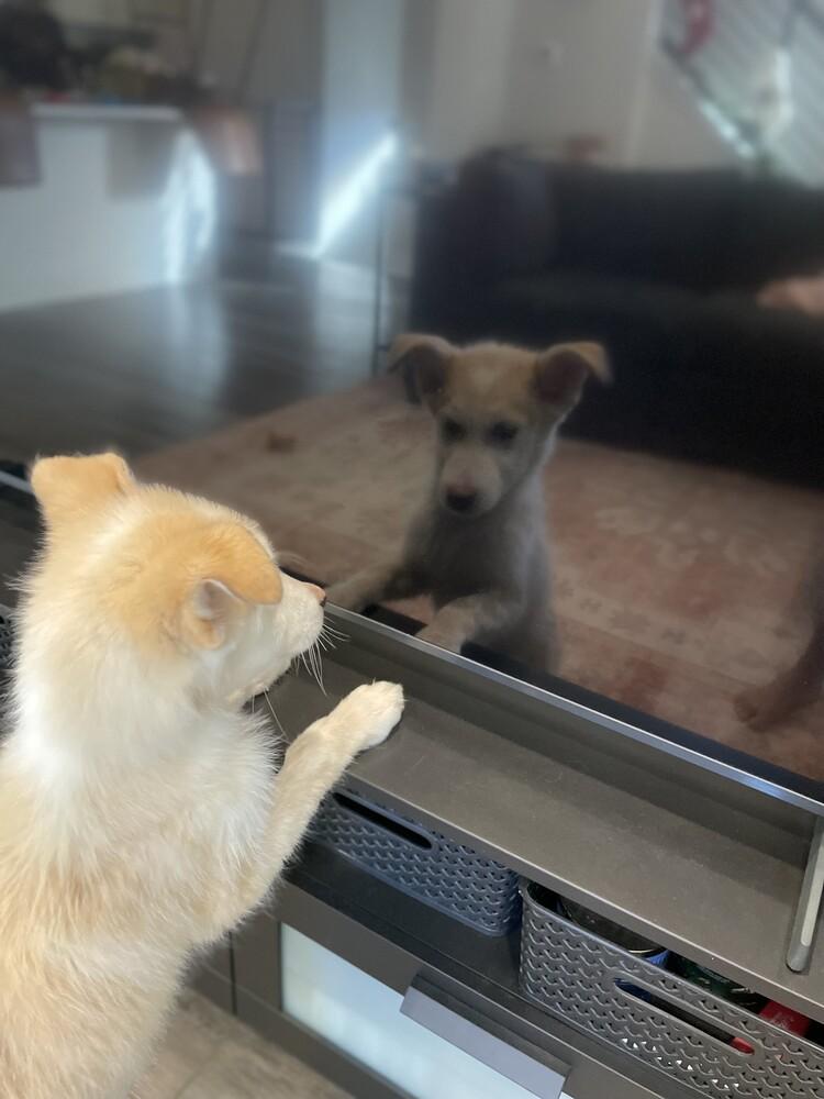 Enlarge Charlie Brown, a Adoptable mixed breed in Denver, CO image 6/6