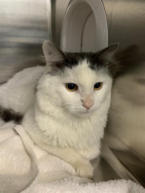 WICK, Adoptable, Young Male Domestic Medium Hair.