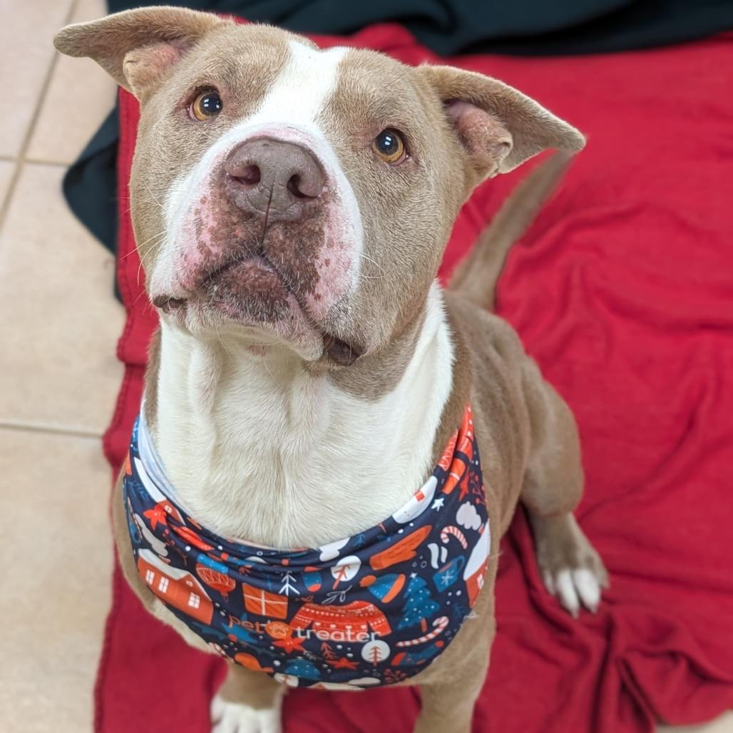 Enlarge Acorn, a Adoptable Pit Bull Terrier in Bryan, TX image 1/5