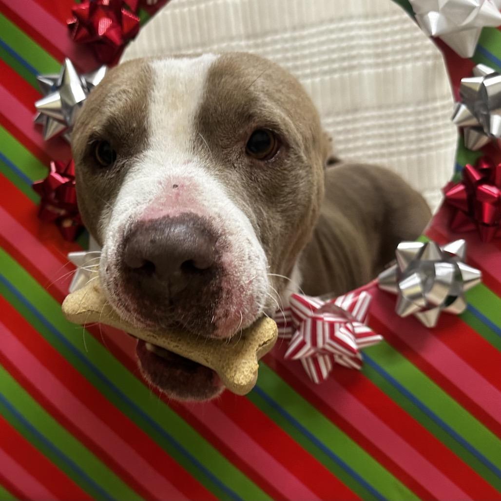 Enlarge Acorn, a Adoptable Pit Bull Terrier in Bryan, TX image 2/5