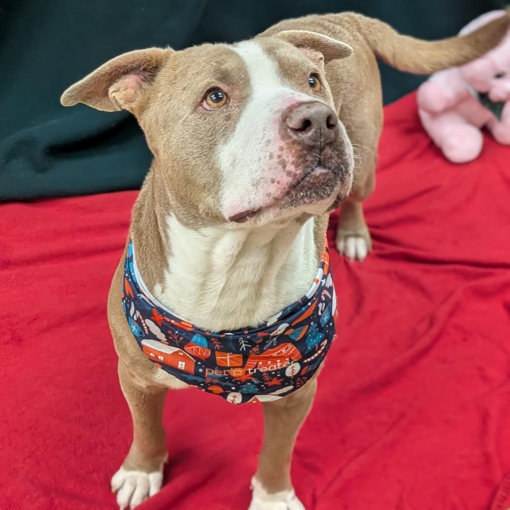 Enlarge Acorn, a Adoptable Pit Bull Terrier in Bryan, TX image 4/5