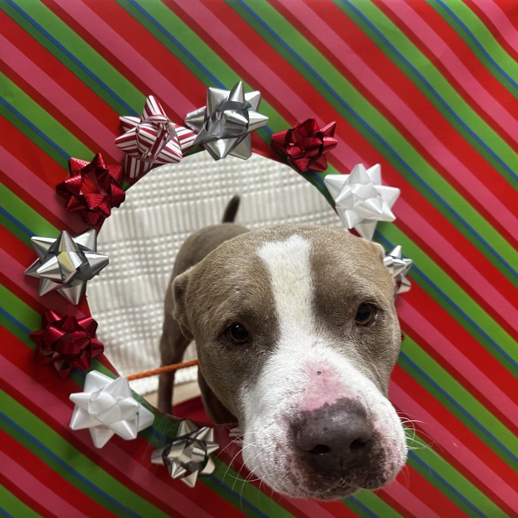 Enlarge Acorn, a Adoptable Pit Bull Terrier in Bryan, TX image 5/5