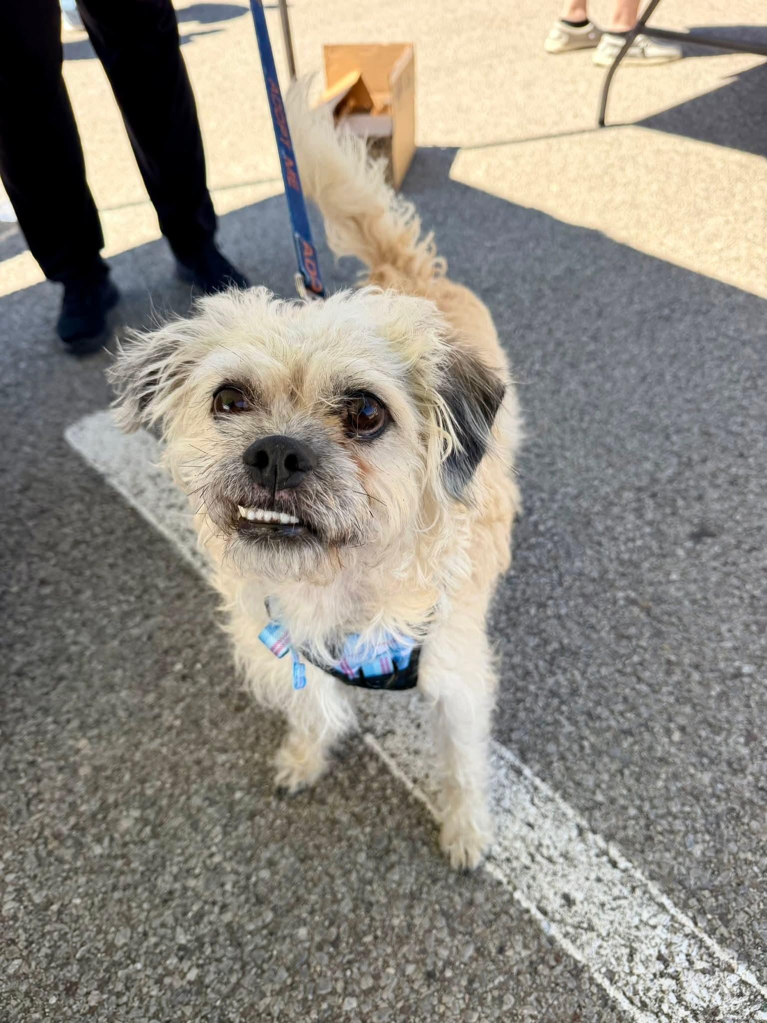 LARRY, ADOPTABLE, Adult Male Terrier.