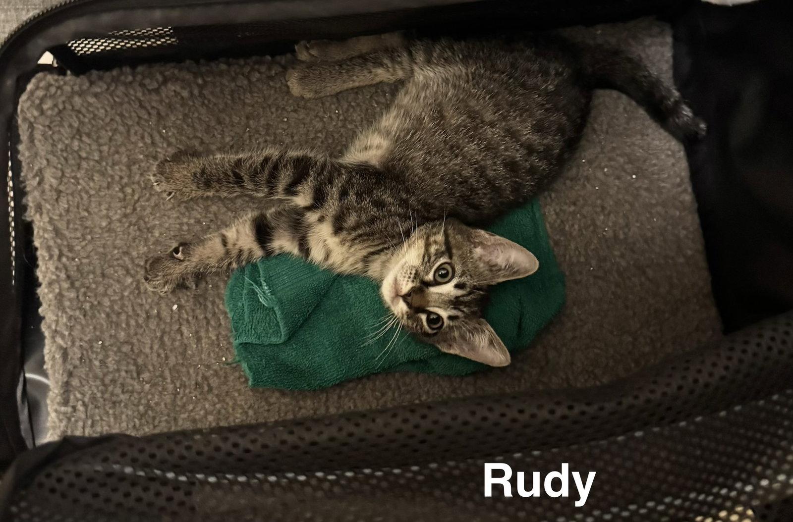 Enlarge Rudy 3.15.26, a Adoptable Domestic Short Hair in Apopka, FL image 2/2