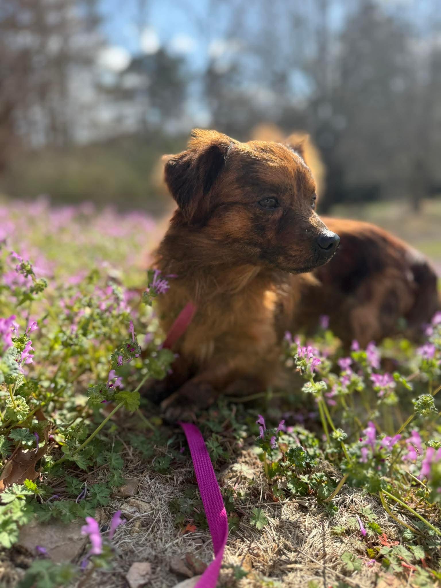 Enlarge Kai in NH! Come Meet our Adoptable Dogs Wednesday-Saturday. More info in Bio!, an adoptable mixed breed in Manchester, NH image 3/3
