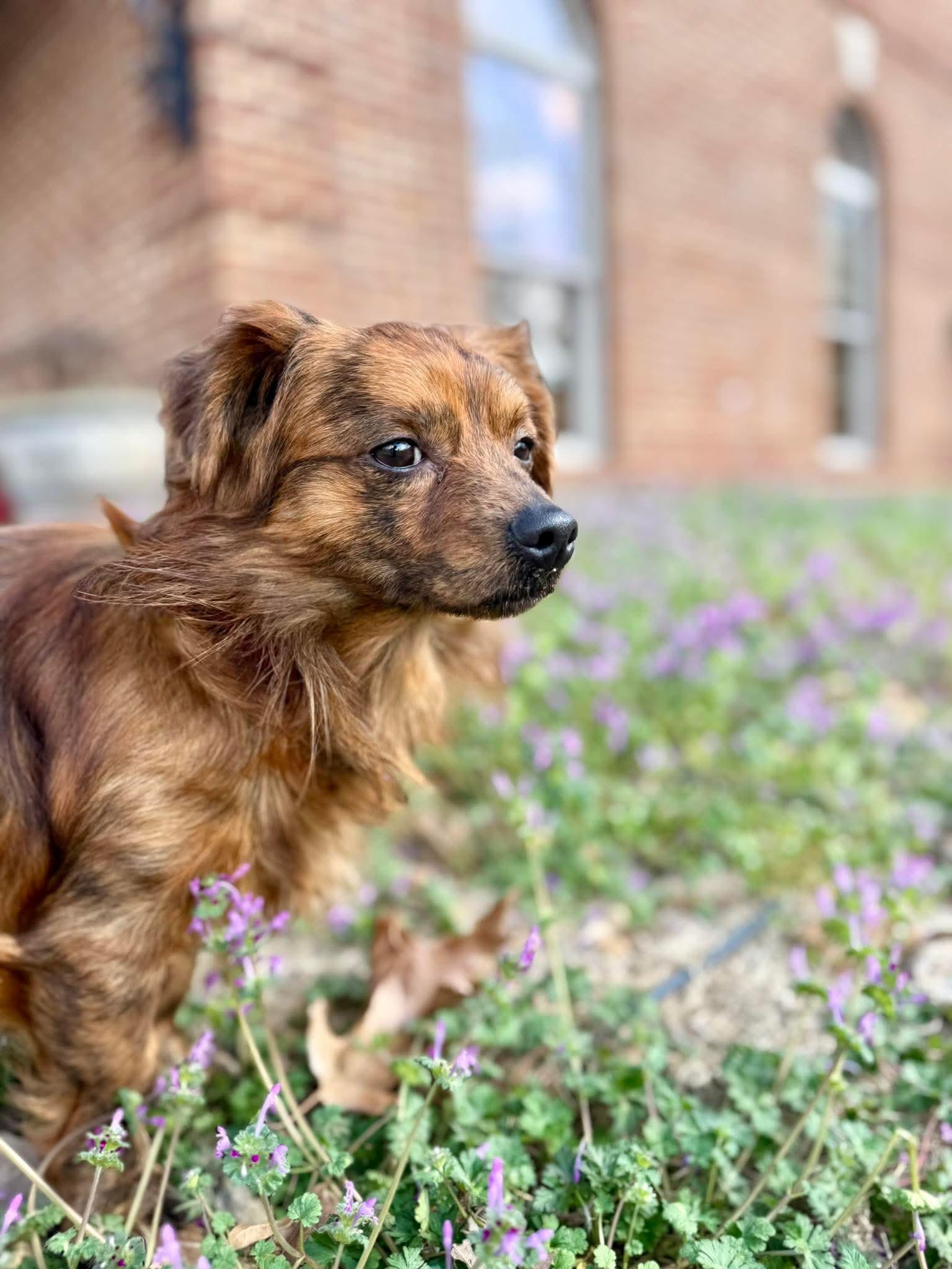 Enlarge Kai in NH! Come Meet our Adoptable Dogs Wednesday-Saturday. More info in Bio!, an adoptable mixed breed in Manchester, NH image 2/3