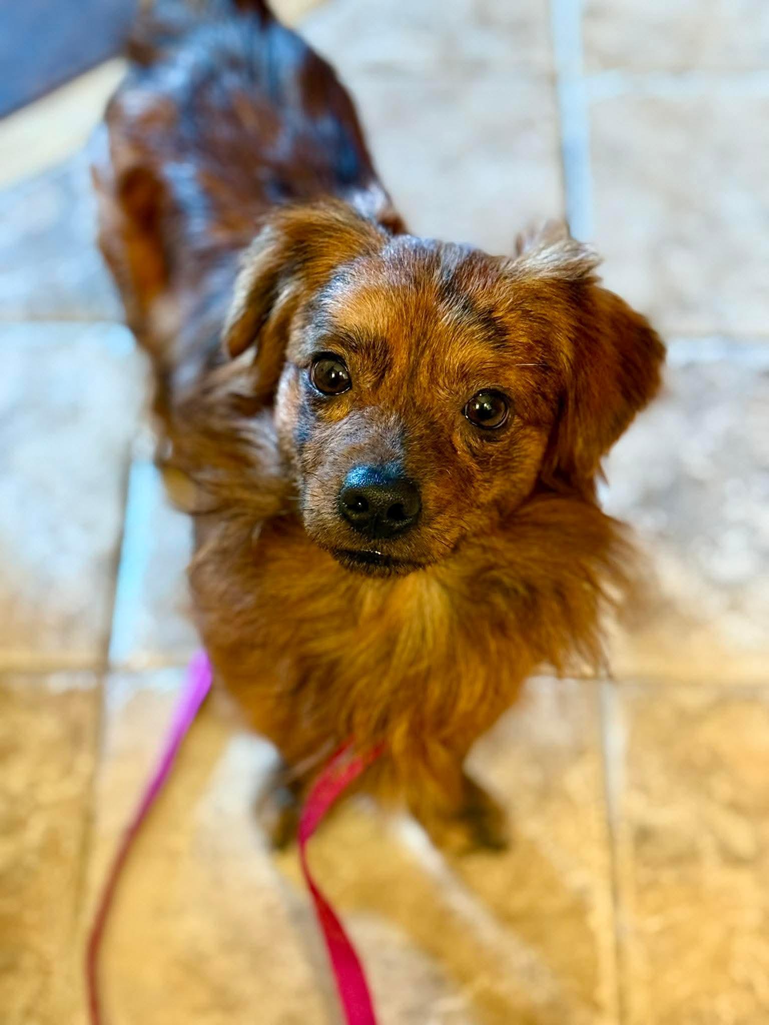 Kai in NH! Come Meet our Adoptable Dogs Wednesday-Saturday. More info in Bio!, adoptable, Adult Male Pekingese.