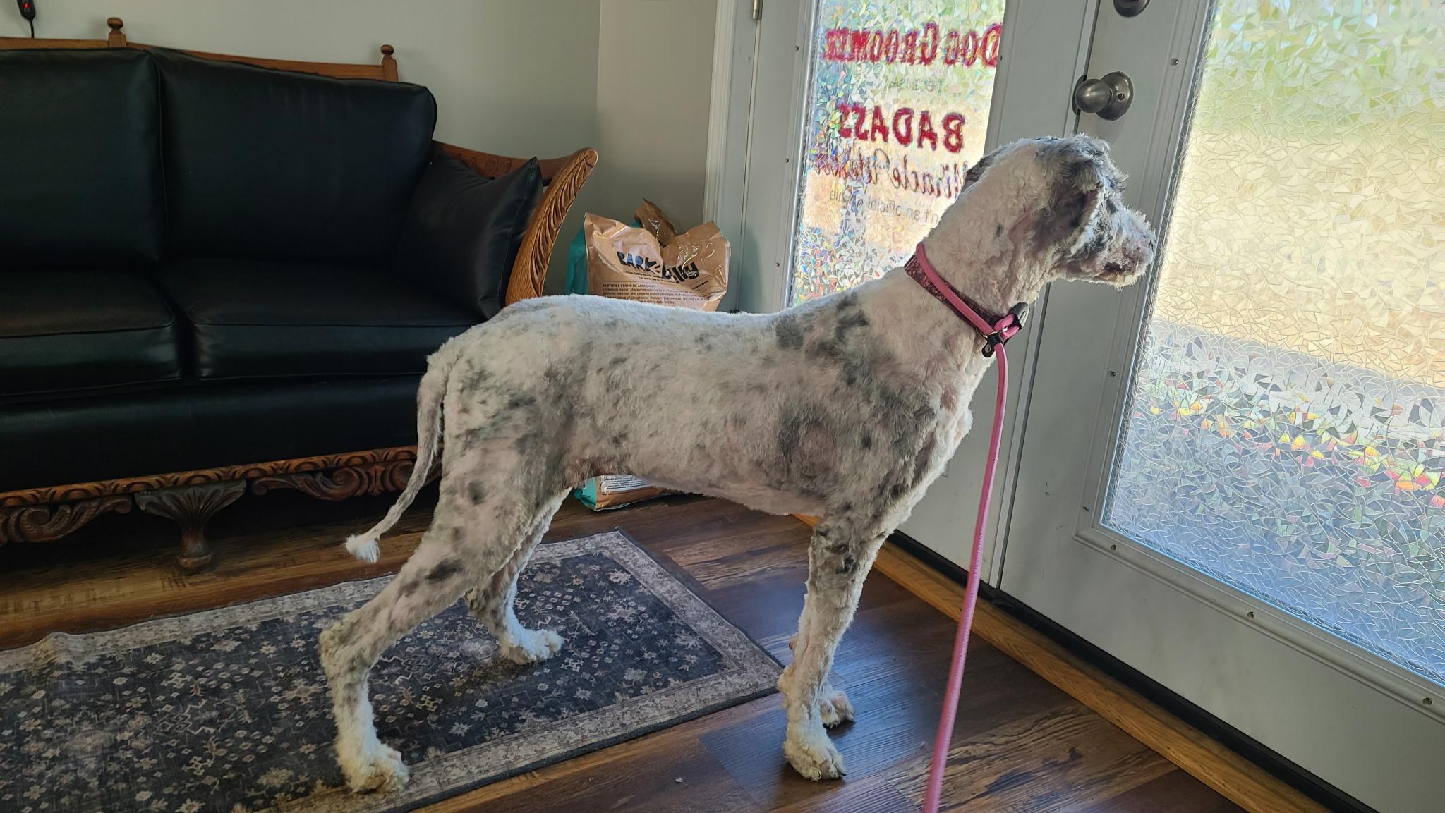 Molly, a Adoptable mixed breed in CHURCHVILLE, NY image 2/2