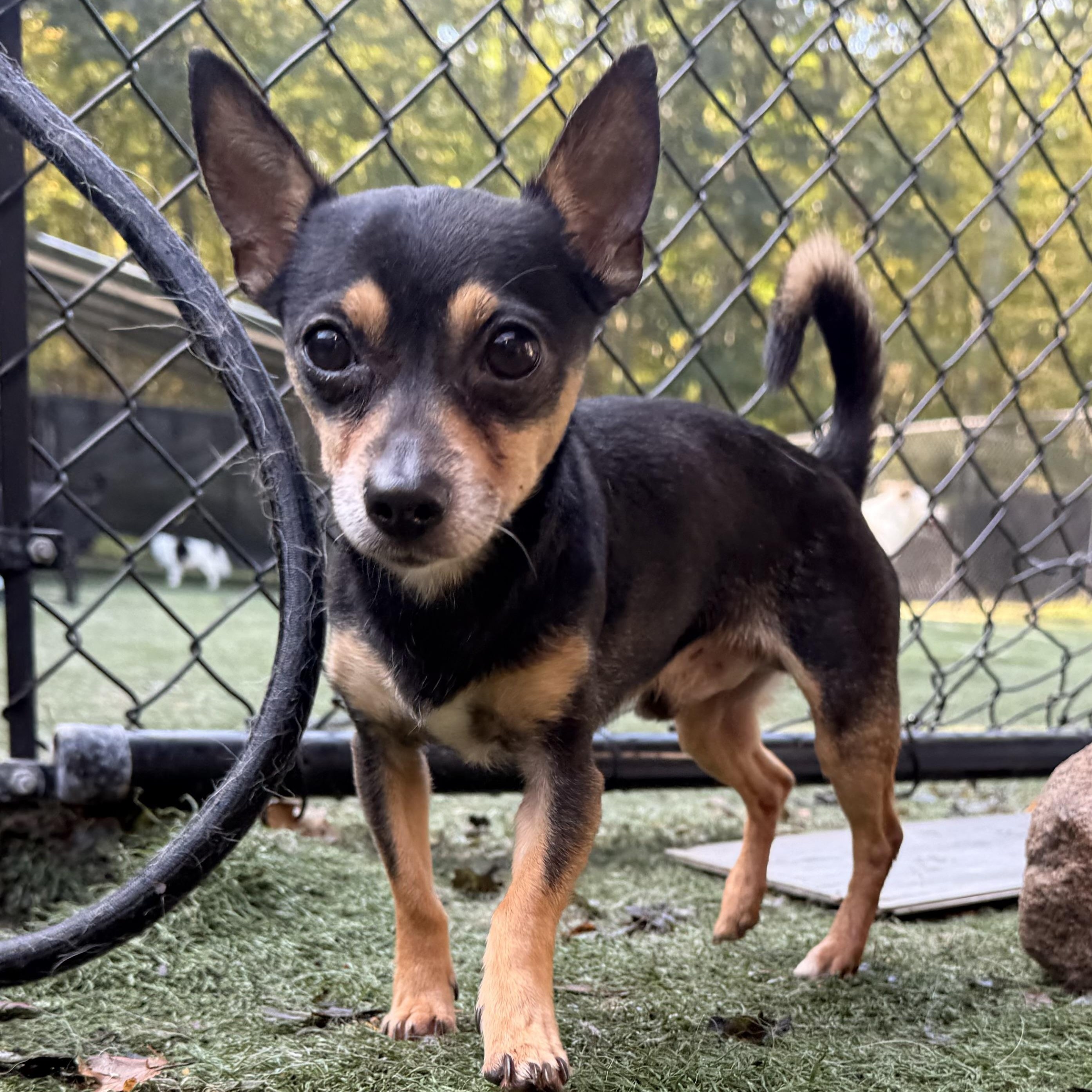 Enlarge Bartok, a Adoptable mixed breed in Groton, CT image 3/3