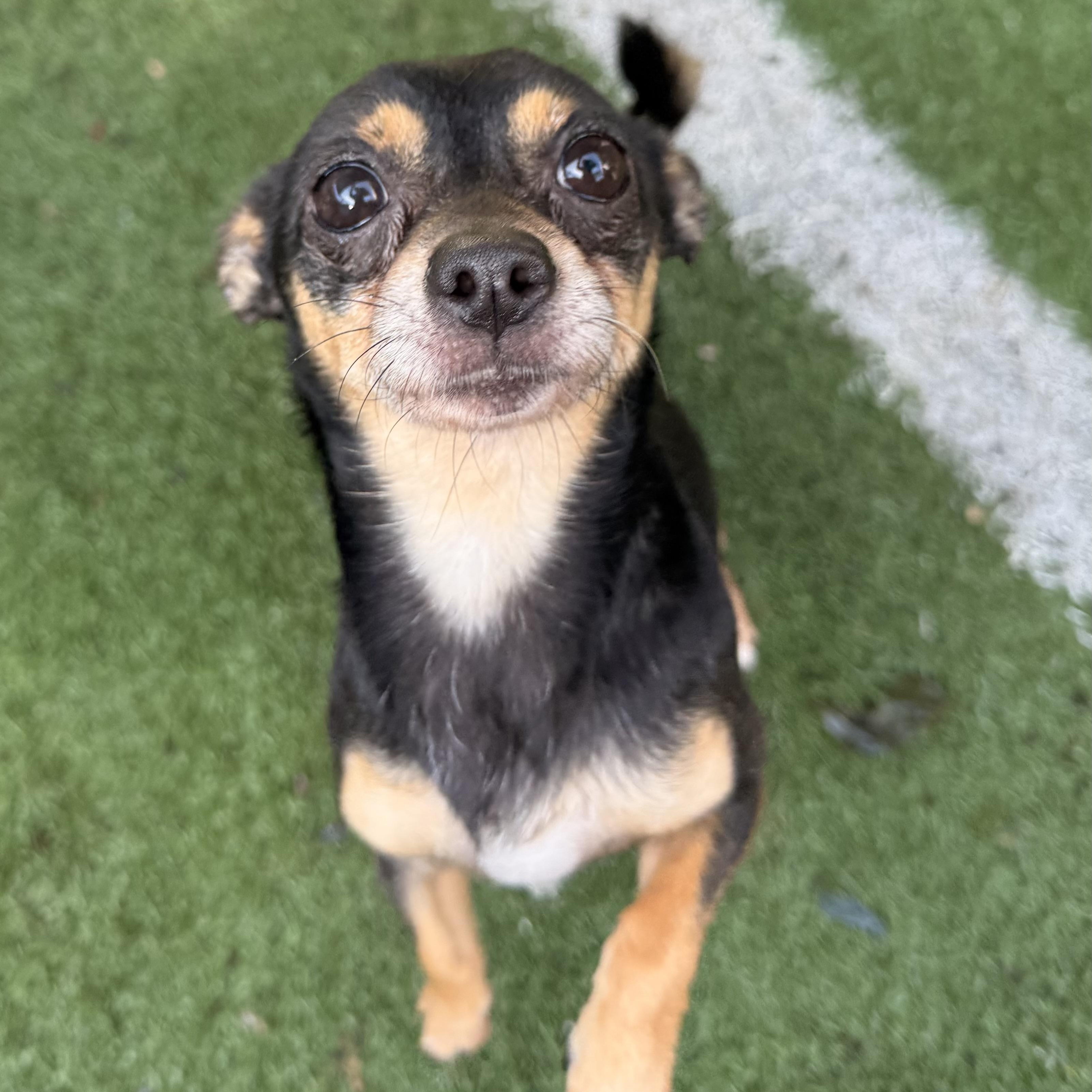 Enlarge Bartok, a Adoptable mixed breed in Groton, CT image 2/3