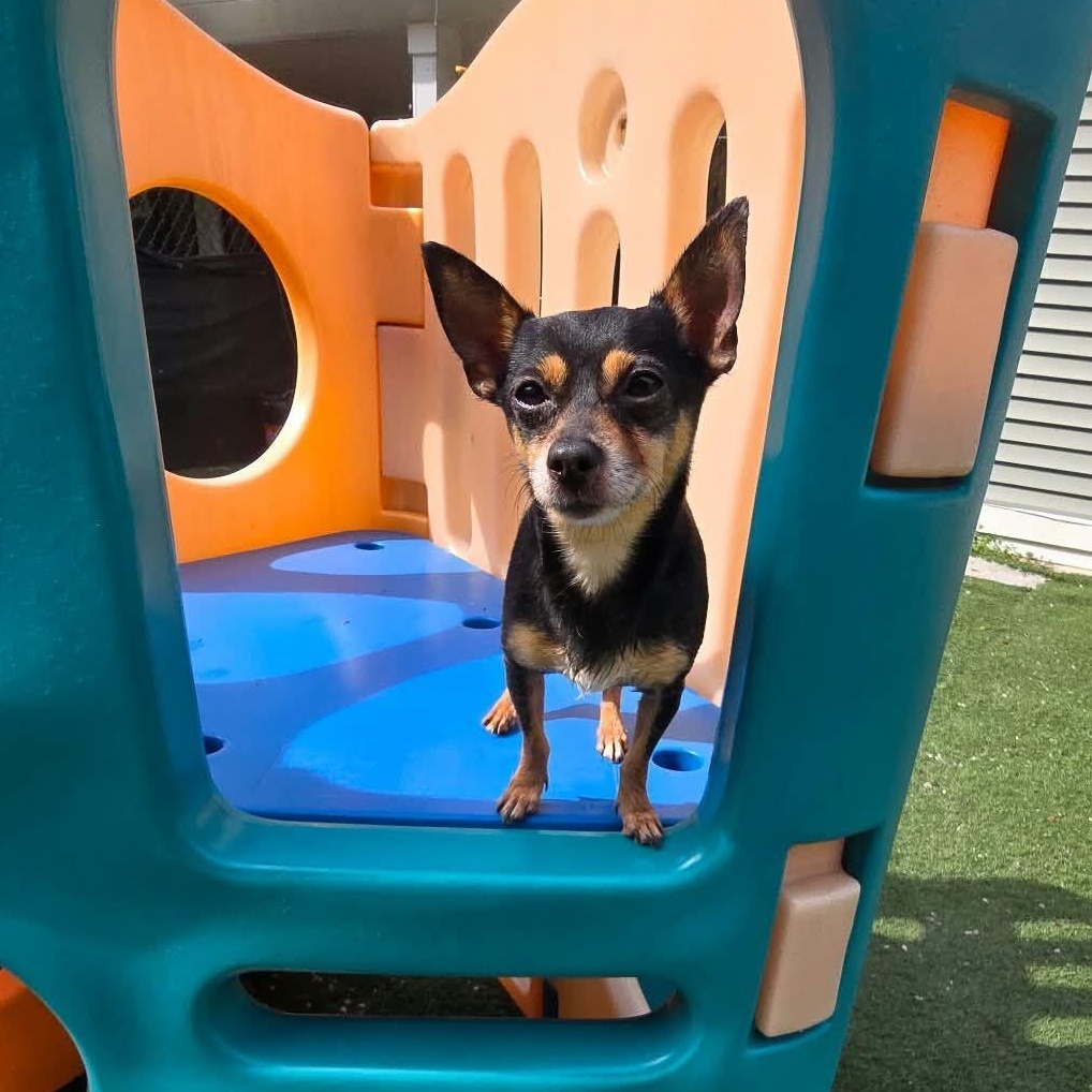 Bartok, Adoptable, Senior Male Chihuahua.