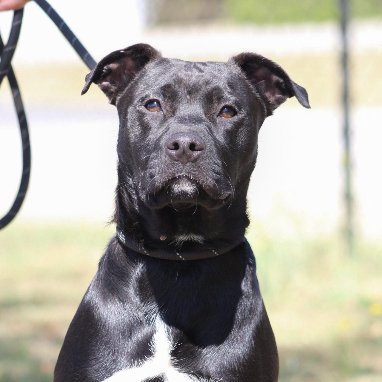 Enlarge Lolly, a Adoptable mixed breed in Sayreville, NJ image 4/6