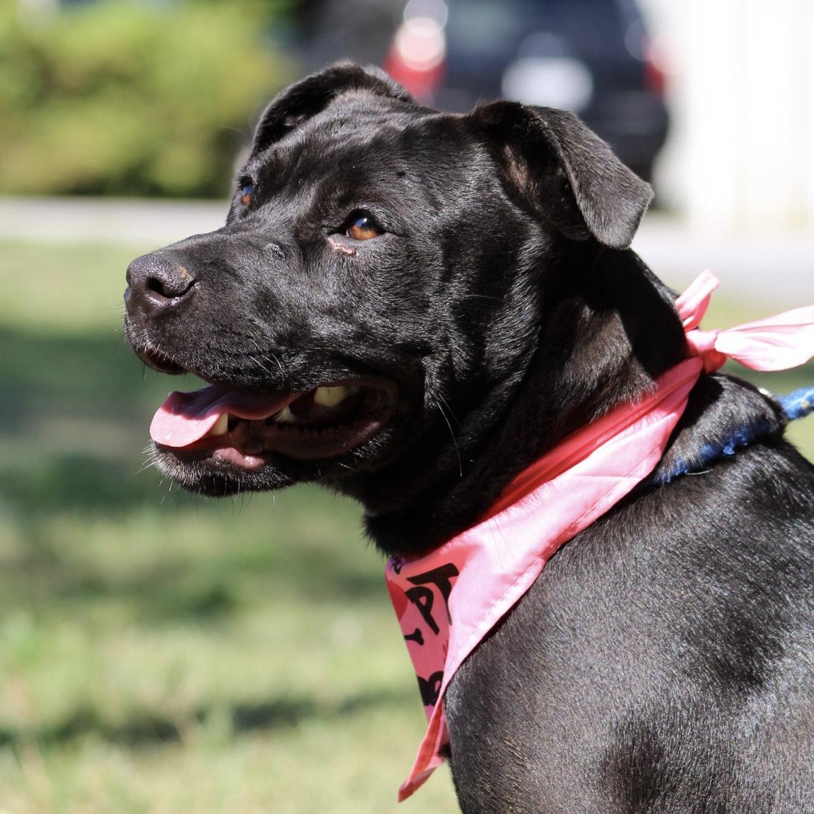Enlarge Lolly, a Adoptable mixed breed in Sayreville, NJ image 5/6