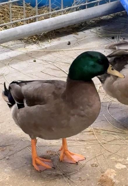 FUNYON, Adoptable, Young Male Duck.