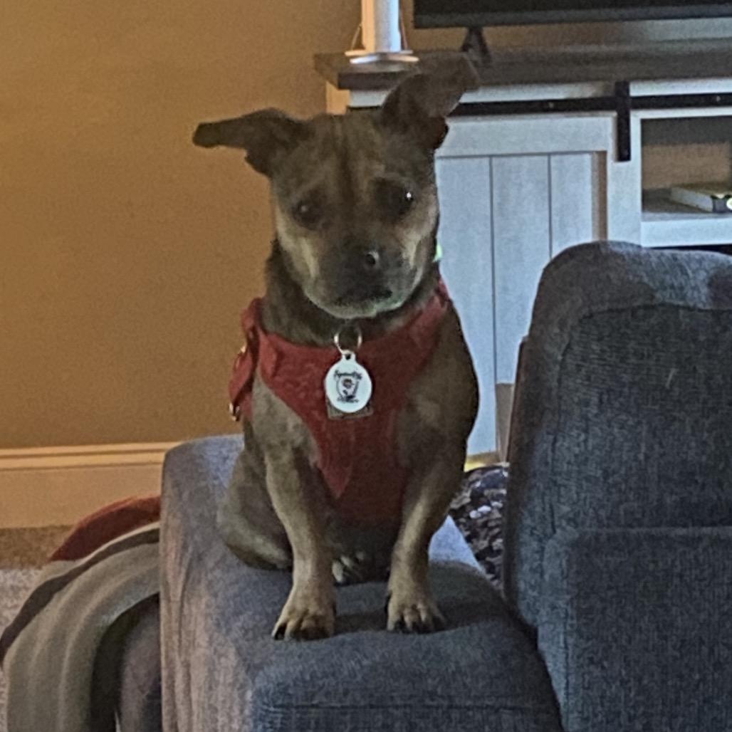 Totes, Adoptable, Adult Female Pug & Chihuahua.